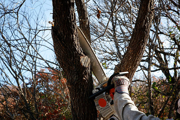 How Our Tree Care Process Works  in  Oelwein, IA